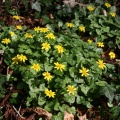 Lesser cellandine (Ranunculus ficaria) Steve Gale
